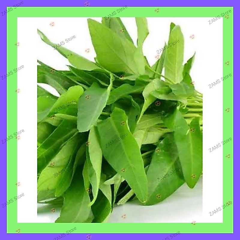 Kangkung Benih 100 sd 200an Biji 100gr mumer