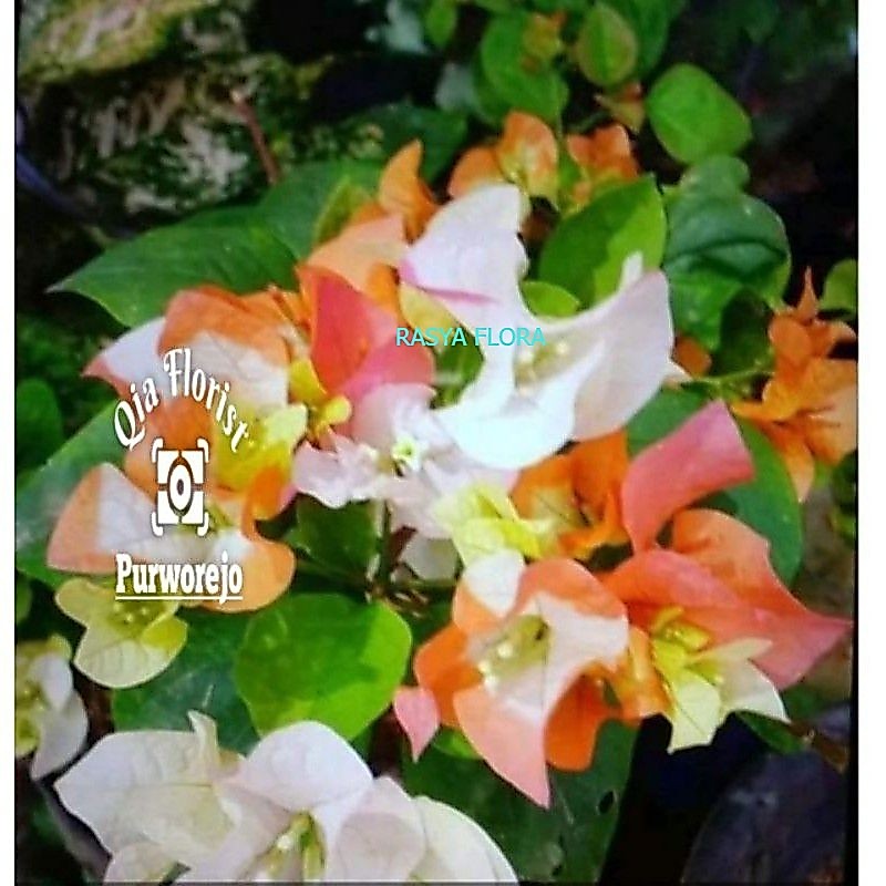 PROMO!!TANAMAN HIAS BUGENVIL MAHARANI ORANYE ORIGINAL