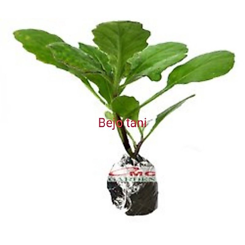 bibit tanaman herbal tanaman daun dewa