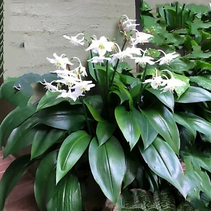 1 Buah Umbi Tanaman Hias Amazon lily Bunga Putih