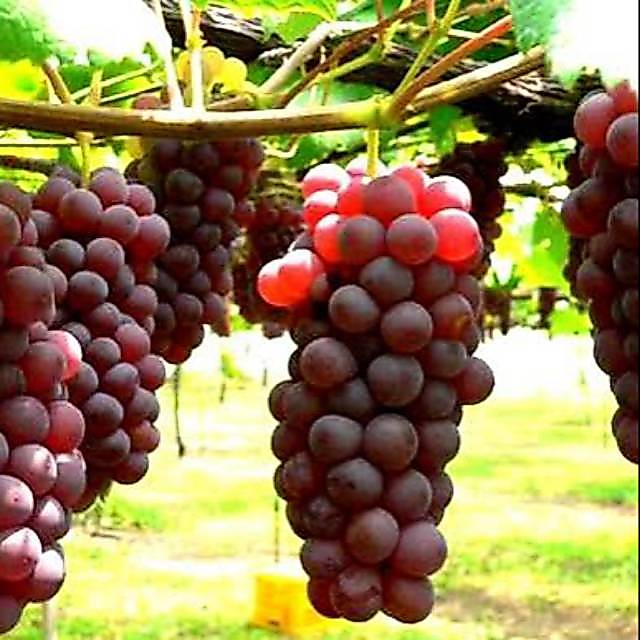 bibit anggur merah red prince