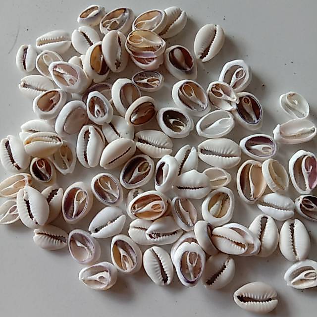 Jual Kerang Terlengkap & Harga Terbaru Juli 2026 | Shopee Indonesia