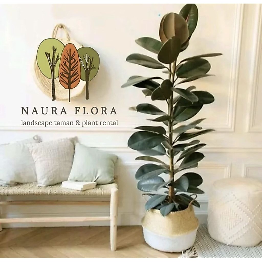 SUPERRR Tanaman hias rubber plant karet kebo merah ficus elastica rimbun termurah dan berkualitas