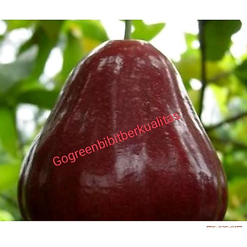 Unggulan! Bibit Buah Jambu Air King Rose