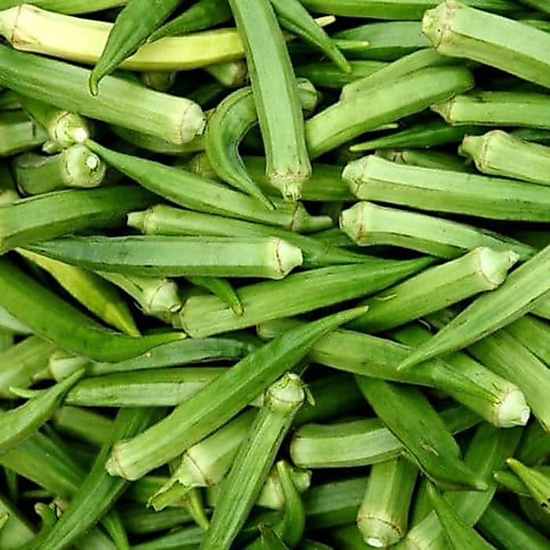 70 BUTIR BIJI/BENIH SAYURAN OKRA HIJAU