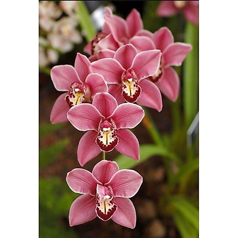 PROMO!!TANAMAN HIAS ANGGREK TANAH//PINK STARS