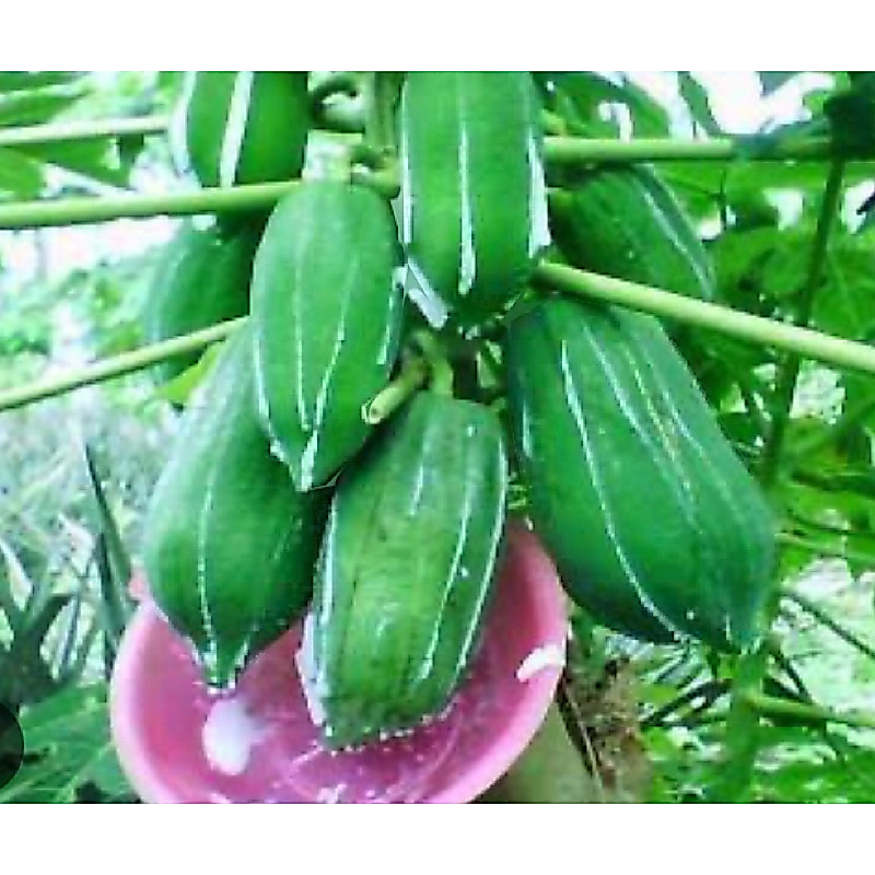 Jual Getah pepaya getah pohon pepaya-az | Shopee Indonesia