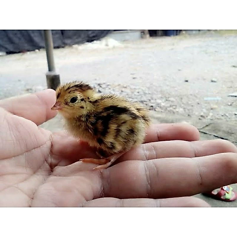 Pasar Burung Blitar