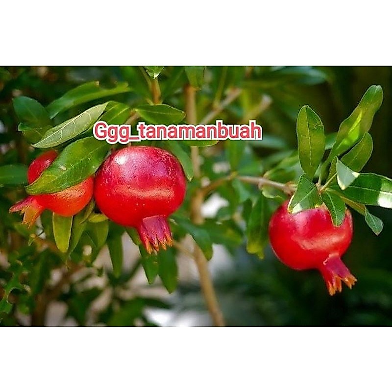 Bibit Delima Merah Jumbo Kondisi Sudah Berbunga