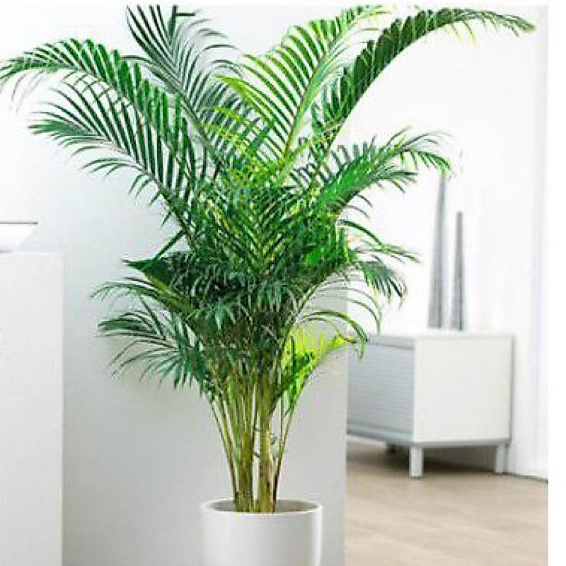 ( BISA COD ) Tanaman Hias Palem Kuning Tinggi 1'Meter / Pohon Palm Kuning Pembersih Udara Tanaman Indoor Outdoor Palem Kuning Tanaman Hidup Palm Kuning