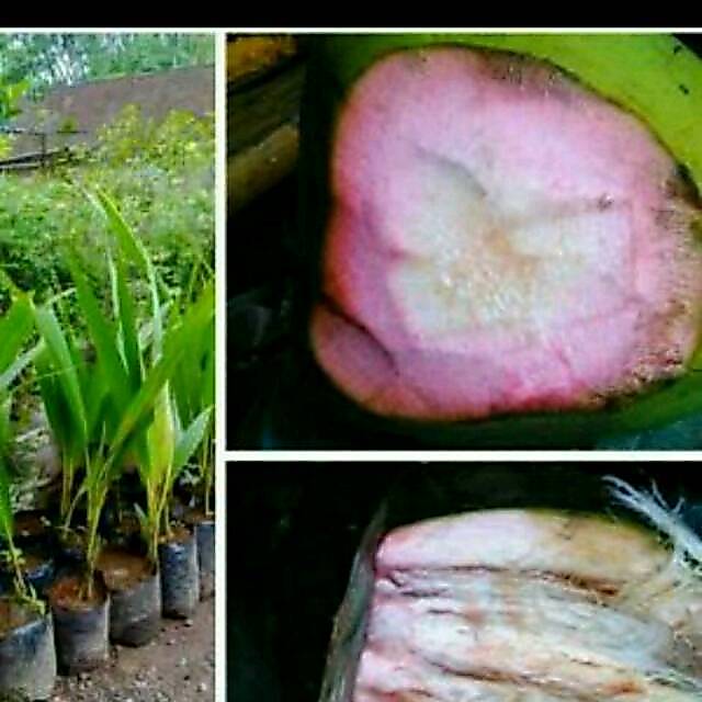 Bibit Pohon Kelapa Hijau