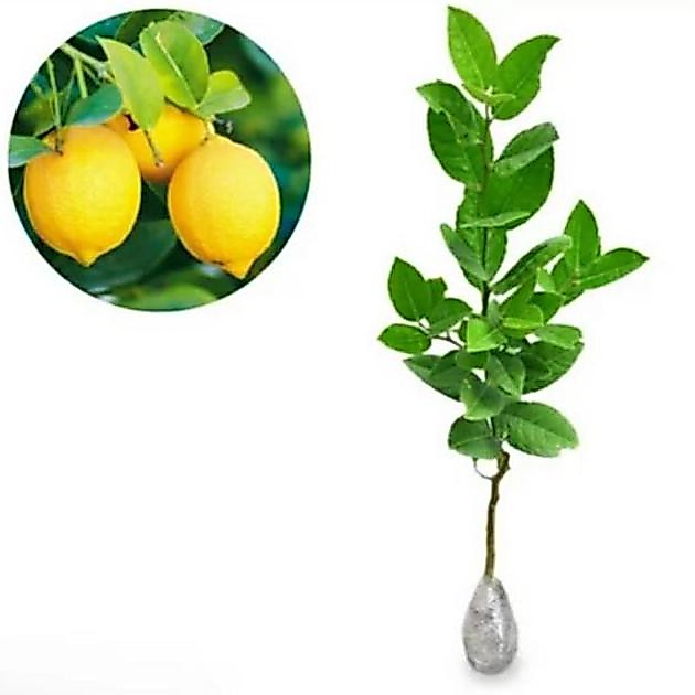 Bibit tanaman jeruk lemon california pohon jeruk lemon BISA COD