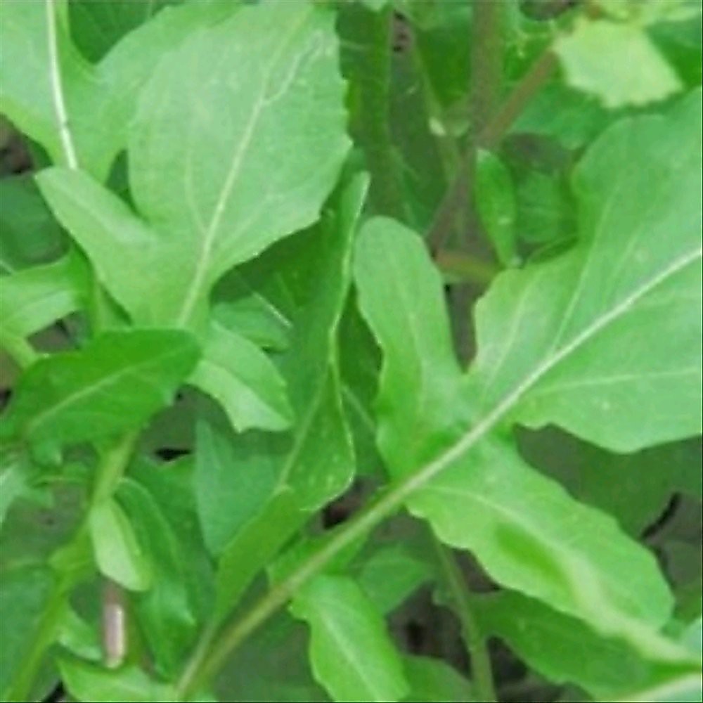 30 Benih Sayur Arugula Rocket
