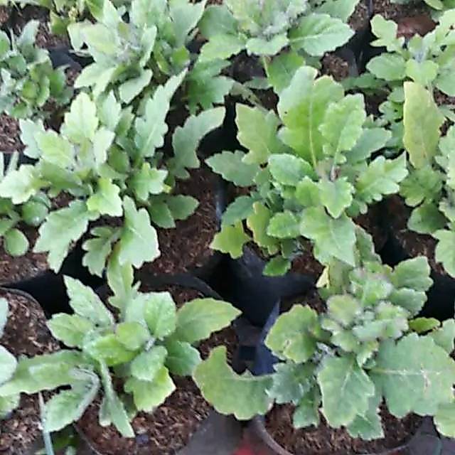 Tanaman herbal daun dewa