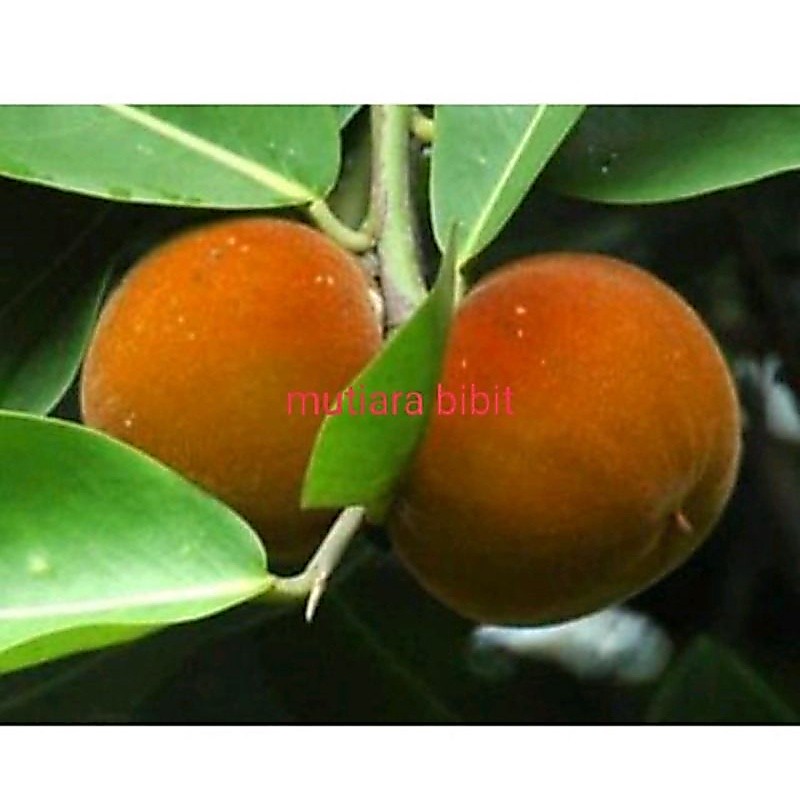 Best! Bibit Buah Mentega Bisbul Diskon!