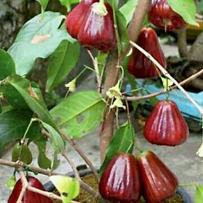 Promo Murah Bibit jambu air madu merah Siap Berbuah