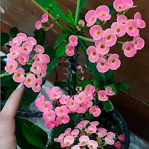 PROMO!!TANAMAN HIAS EUPHORBIA BUNGA MILLI REMAJA//EUPHORBIA MILLI