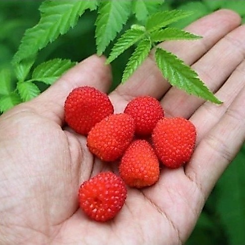 Jual Buah Arbei Terlengkap & Harga Terbaru Juli 2026 | Shopee Indonesia