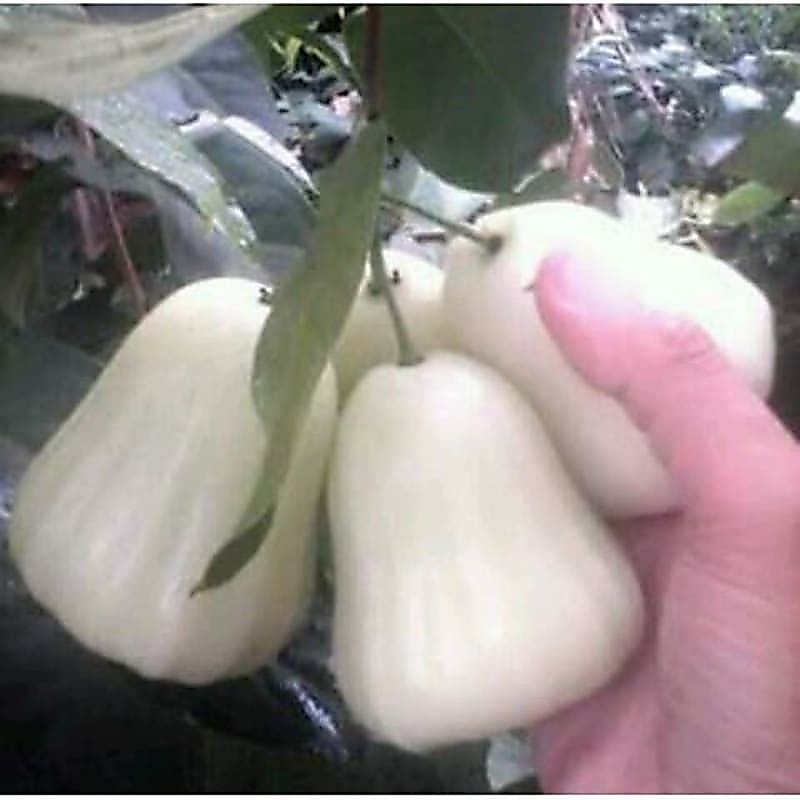 Bibit Jambu Madu Susu cangkok