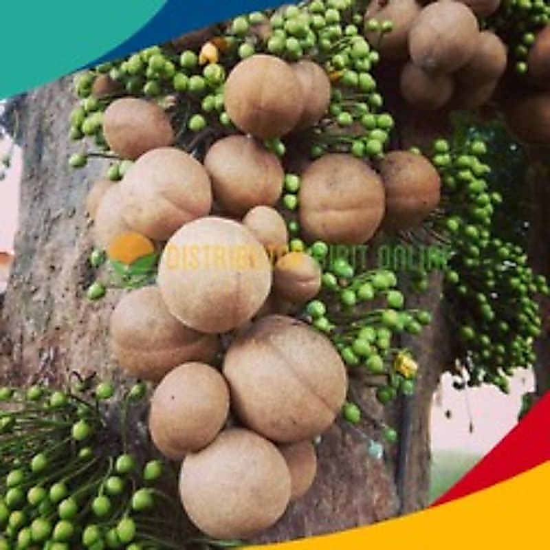 Bibit Tanaman Kepel Super Cepat Berbuah
