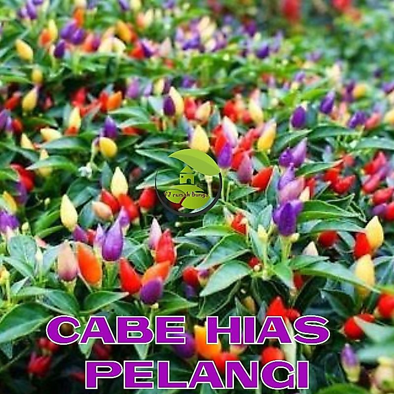 10 Butir - Benih Bibit Cabe hias pelangi cabai pelangi warna warni