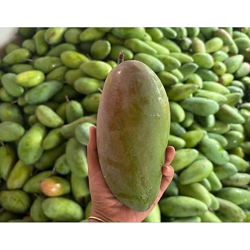 Jual Mangga Kiojay Terlengkap & Harga Terbaru Agustus 2026 | Shopee ...