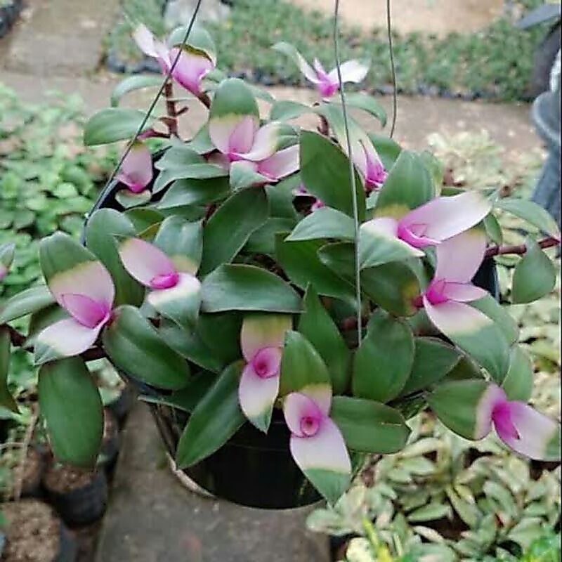 tanaman hias gantung lidah kera / tradescantia zebrina blushing bride / zebrina black pink