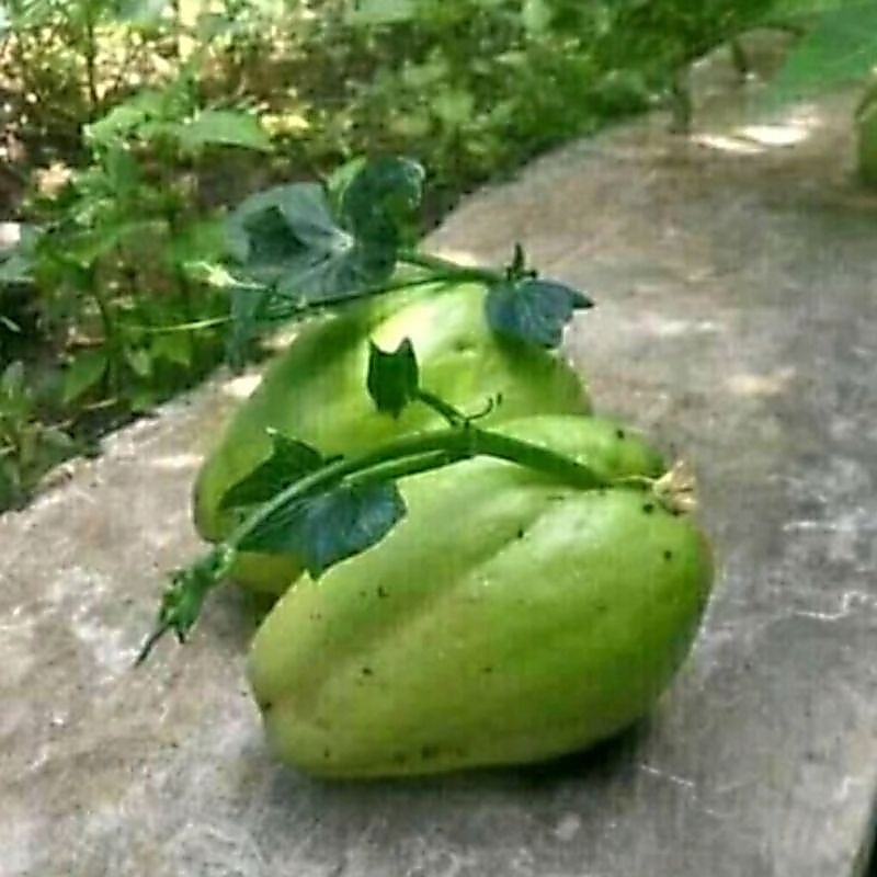 bibit benih labu siam bibit unggul bibit sayuran
