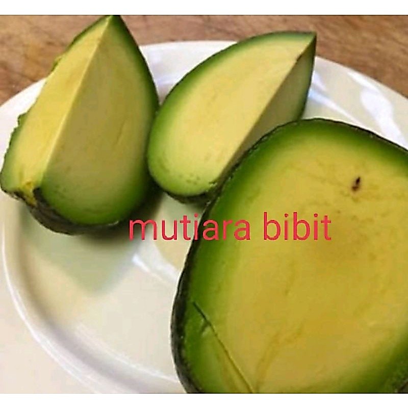 Bibit alpukat non biji