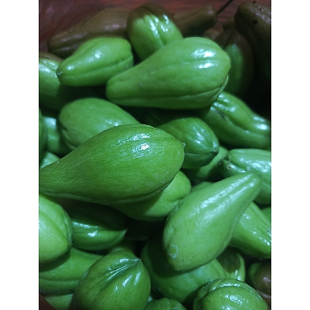 Jual Labu Siam Terlengkap & Harga Terbaru Agustus 2026 | Shopee Indonesia