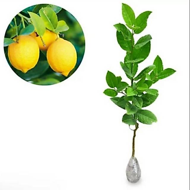 Bibit tanaman jeruk lemon calofornia bisa cod