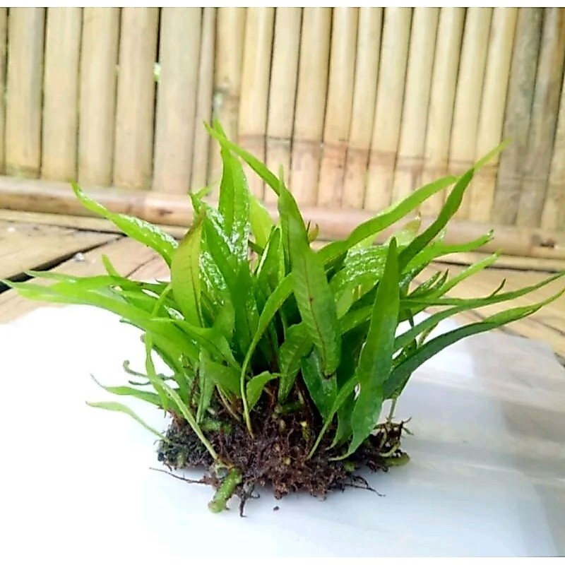 kadaka Java fern mini tanaman aquascape