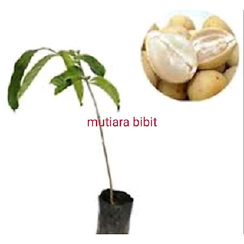 Ori! Bibit Tanaman Buah Duku Tanpa Biji Asli!