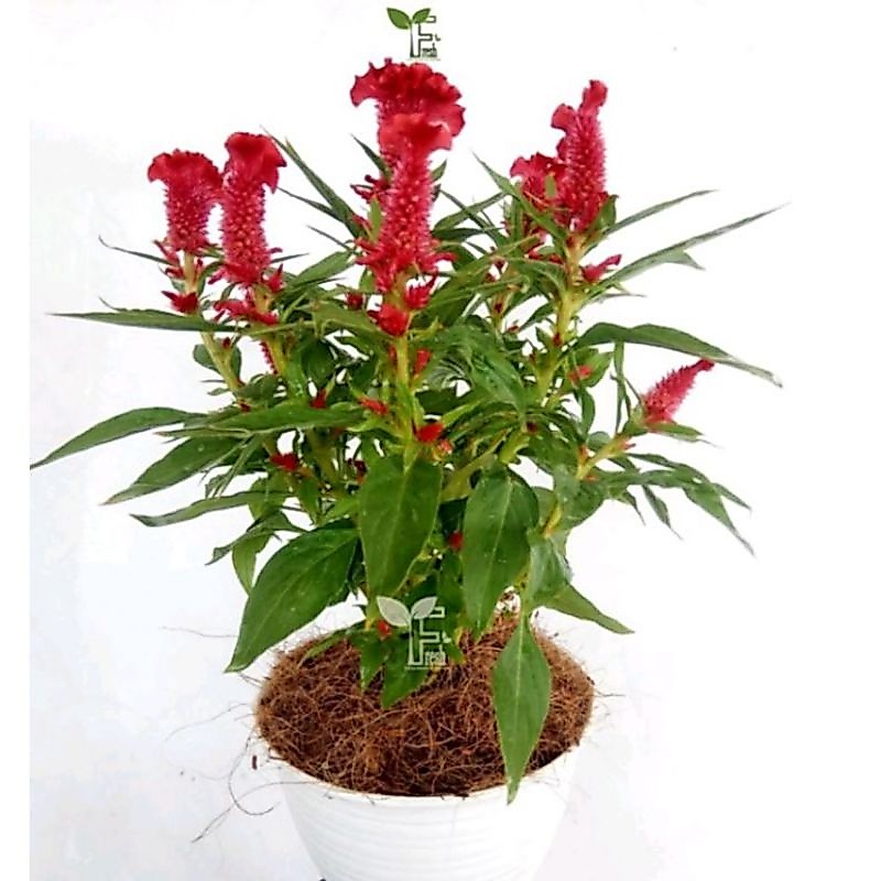 Jual Tanaman bunga jengger ayam sudah berbunga merah rimbun | Shopee ...