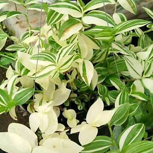 Tanaman Hias Gantung Tradescantia Fluminesis Varigata