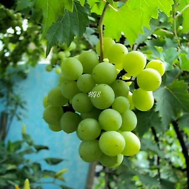 Bibit Tanaman Buah Anggur Hijau Green Jumbo Tanpa Biji