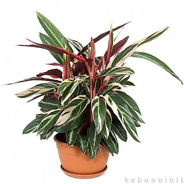 Tanaman Hias Calathea Multicolor / meranti bali