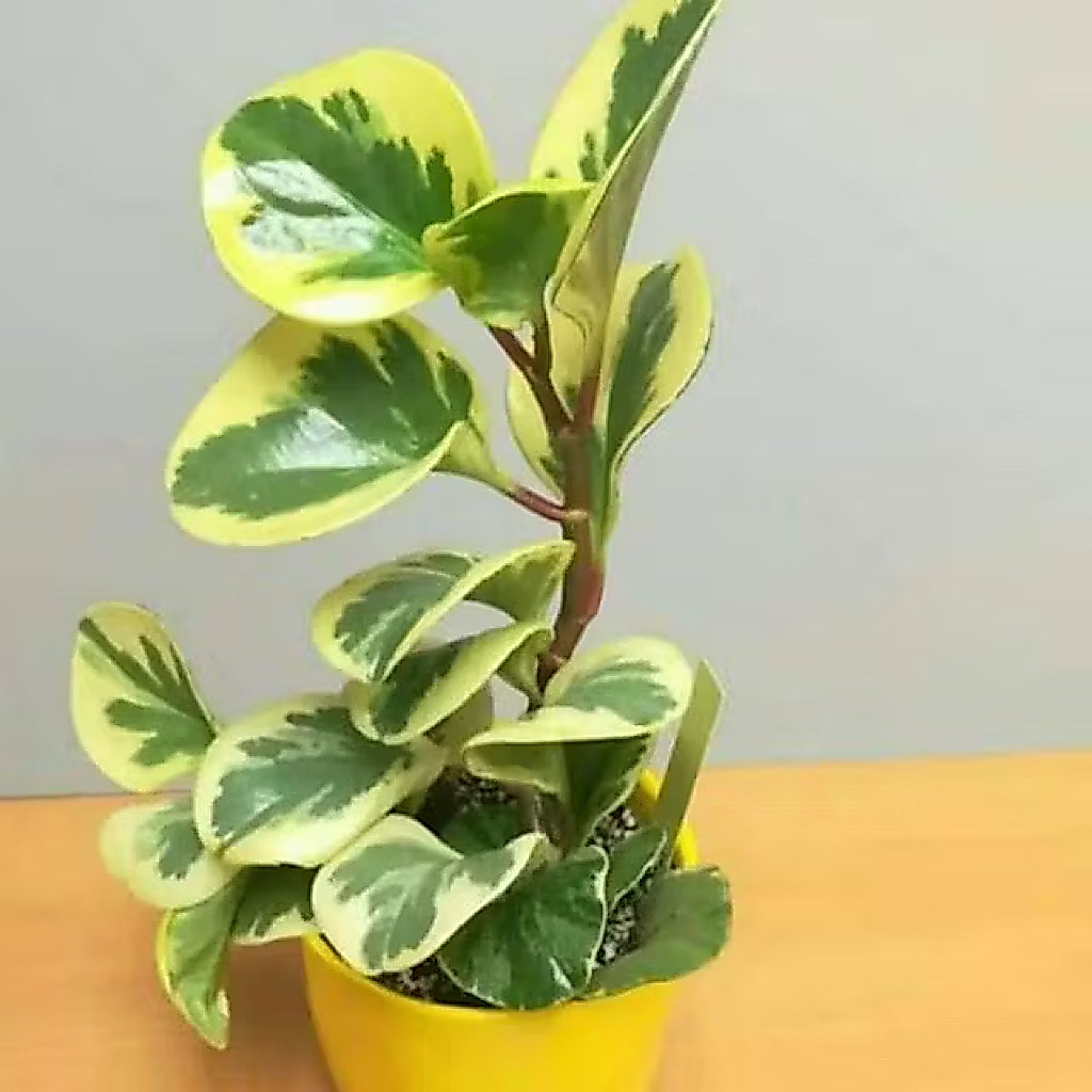 ( RIMBUN ) Tanaman hias jade plant varigata Tanaman Hias Teplan Varigata Kuning / Peperomia Obtusifolia Varigata / Jade Plant Varigata