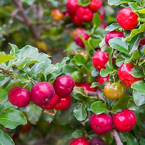 Bibit Benih Buah Cherry Ceri Barbados (10 Butir)