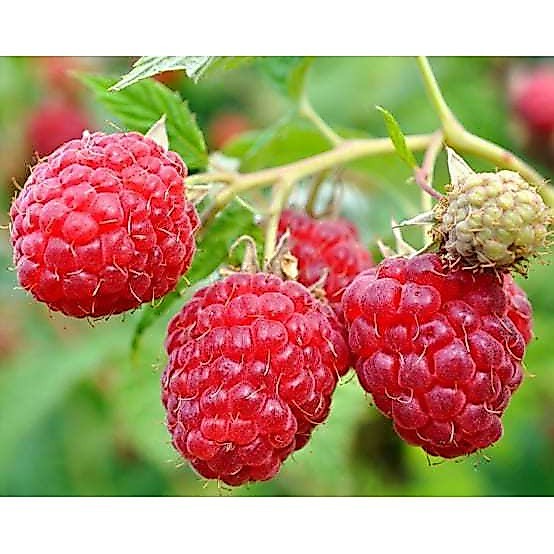 Jual Buah Raspberry Terlengkap & Harga Terbaru Agustus 2026 | Shopee ...