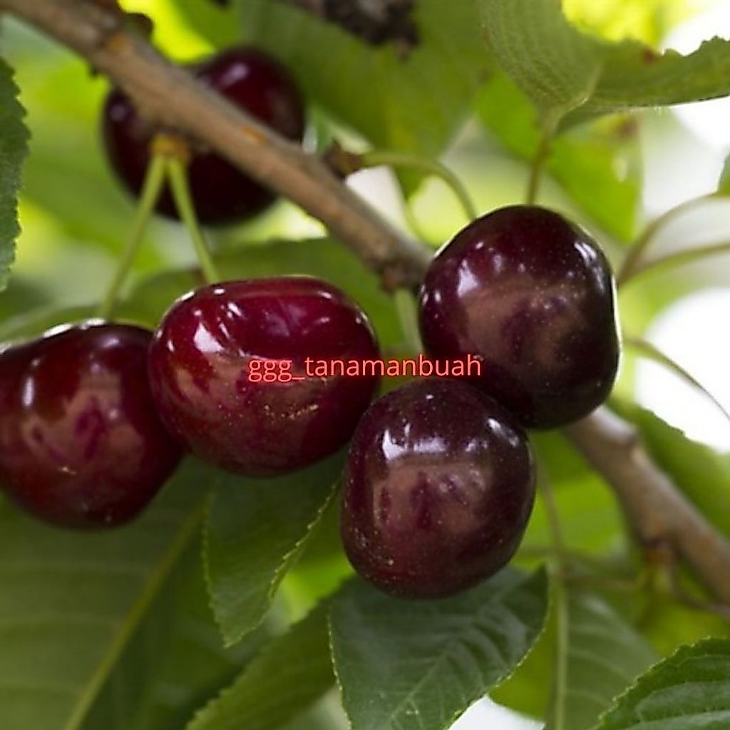 Bibit Cherry Jepang Super Sudah Berbuah Dalam Pot