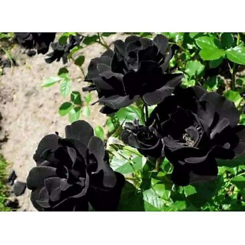 NEW!! TANAMAN HIAS MAWAR IMPOR BLACK ROSE//MAWAR HIDUP