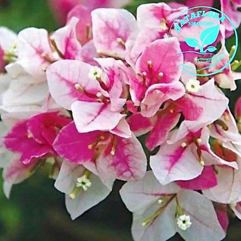 READY!!TANAMAN HIAS BUGENVIL ICE CREAM//SAKURA BUNGA KERTAS