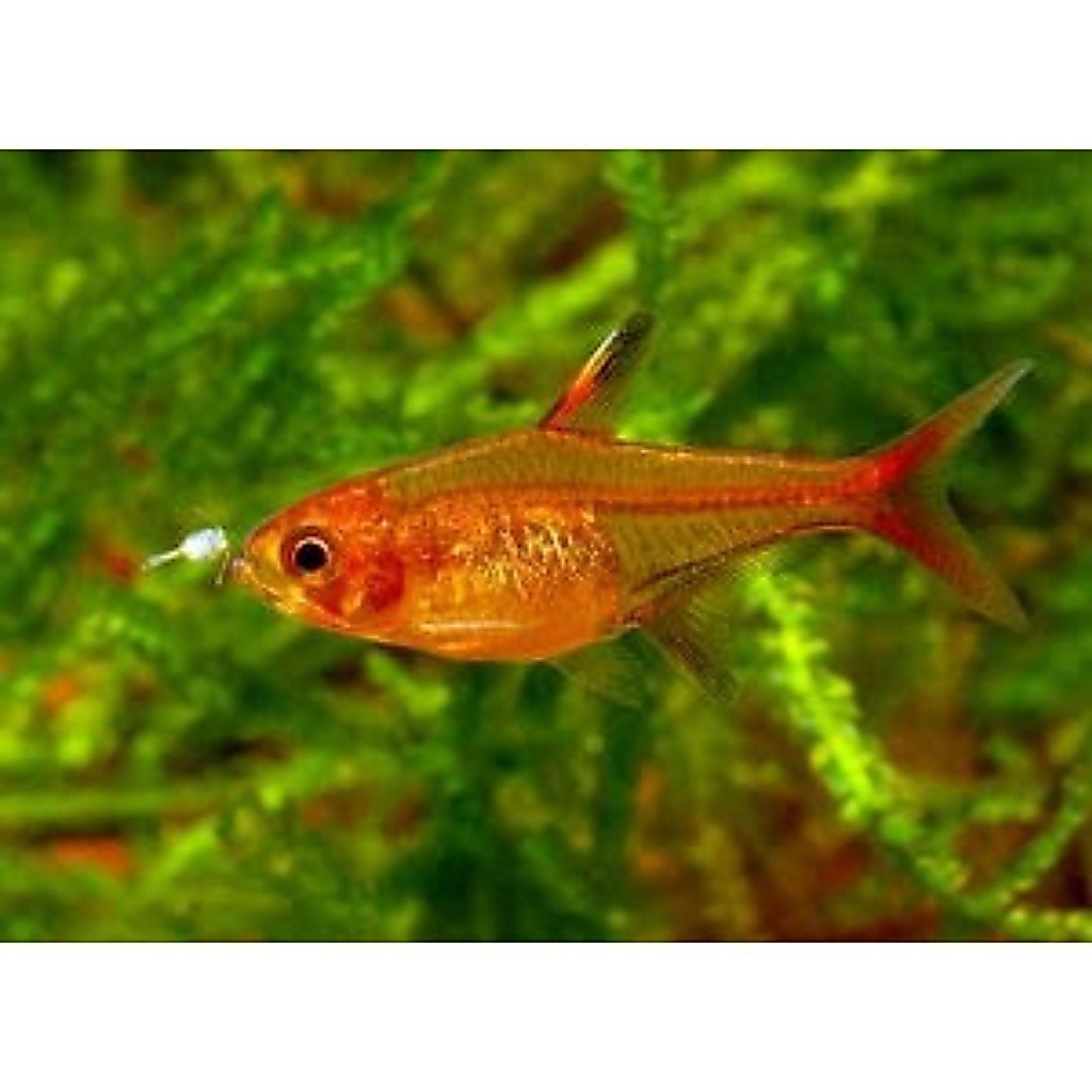 Jual Amandae / ember tetra tetra ( CAHAYA AQUATIC ) | Shopee Indonesia