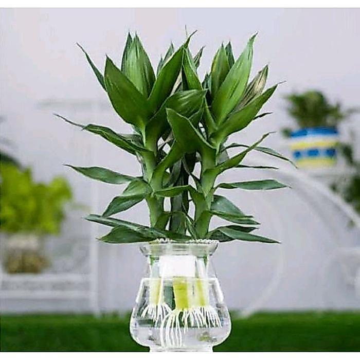 Jual (Bisa Cod) Paket 3 Pcs Bambu Hoki Hijau Tanaman Hias Indoor Bisa ...
