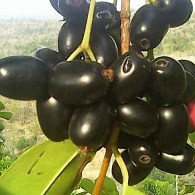 Super! Bibit Tanaman Buah Jamblang Hitam