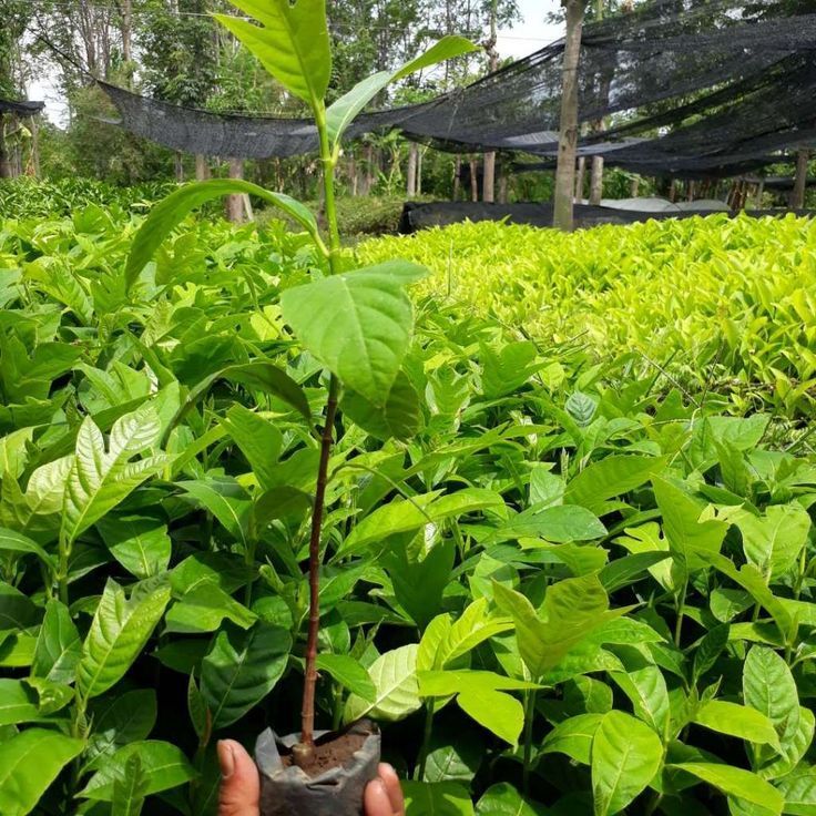 Bibit Sukun Mentega