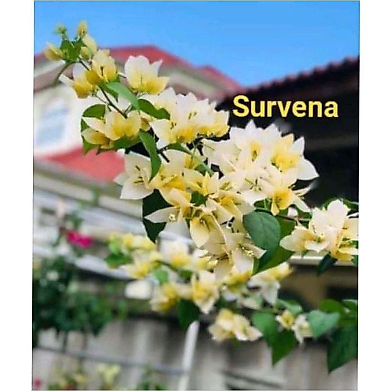 TANAMAN HIAS BUGENVIL BUNGA KERTAS//SURVENA