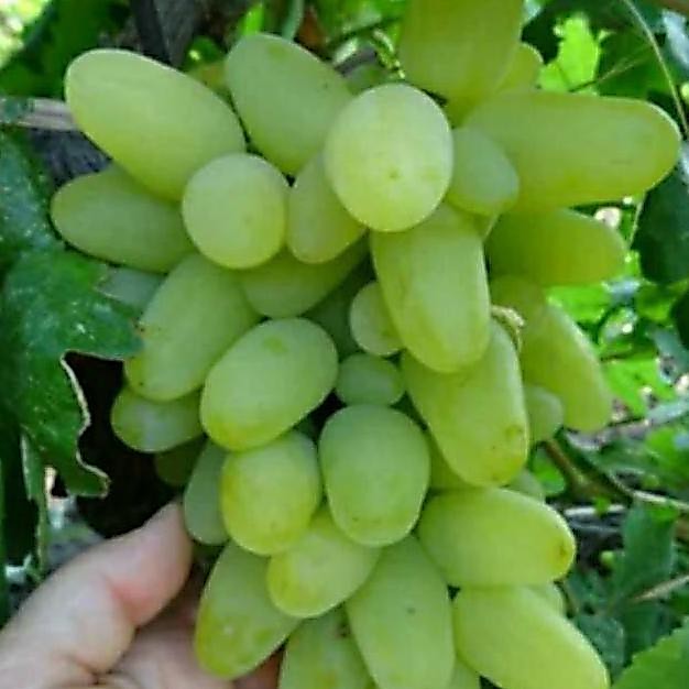 Bibit tanaman buah anggur impor