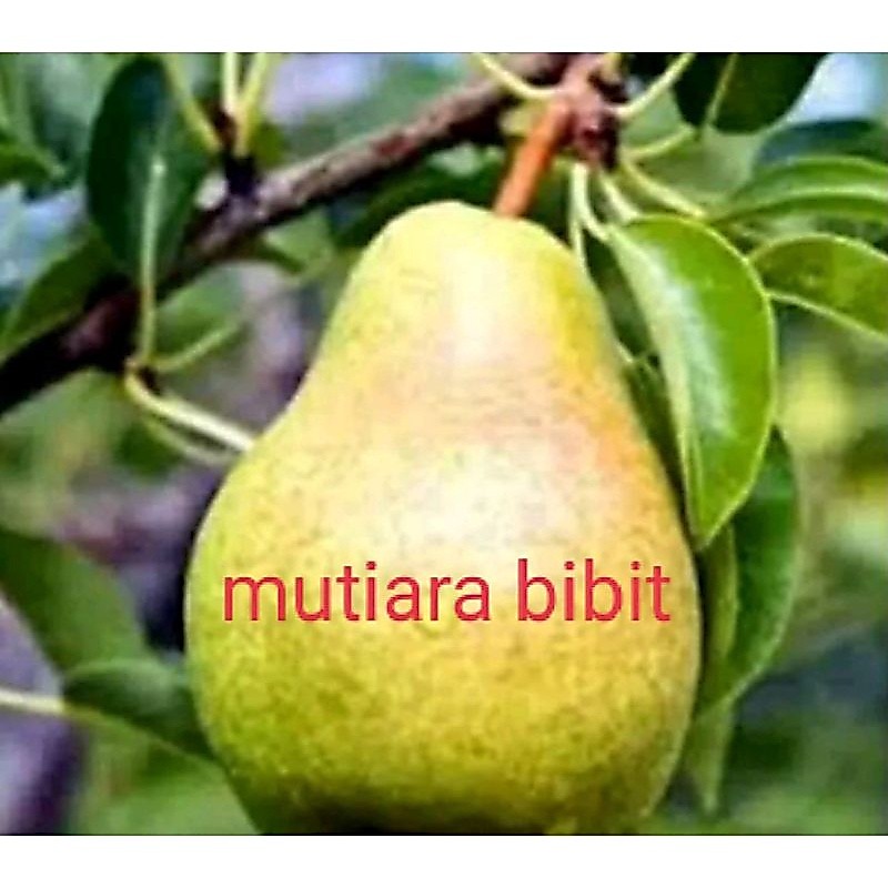 Bibit tanaman buh buah pir hijau